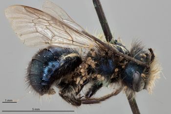 Media type: image;   Entomology 511686 Aspect: habitus lateral view